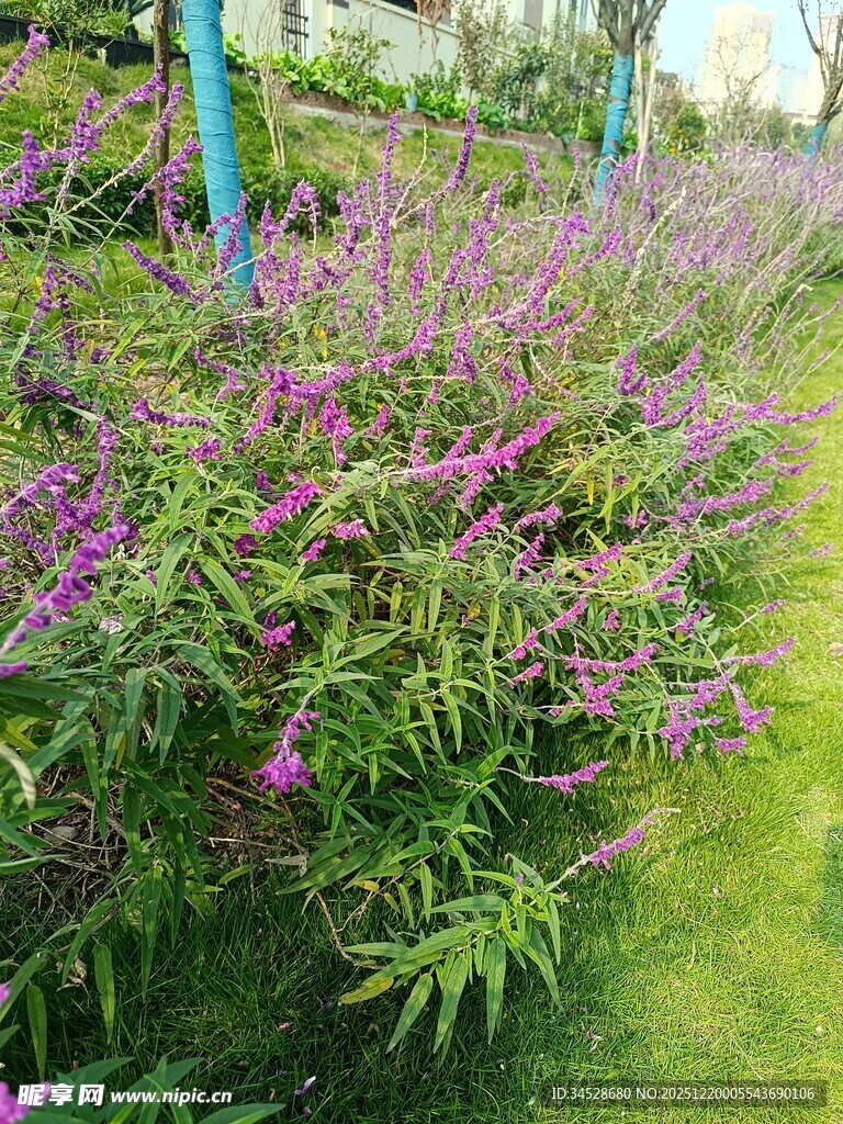 紫色花卉装点的绿意小径