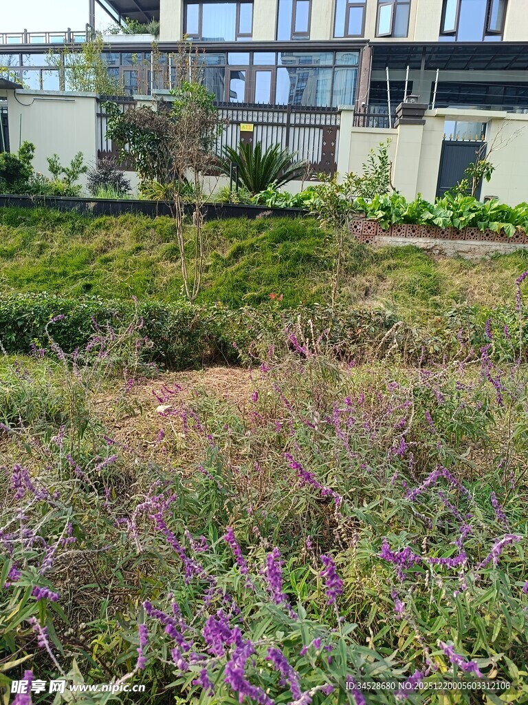 户外多彩花草景观