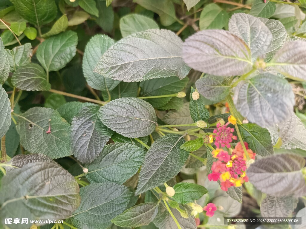 绿叶间的艳丽花朵