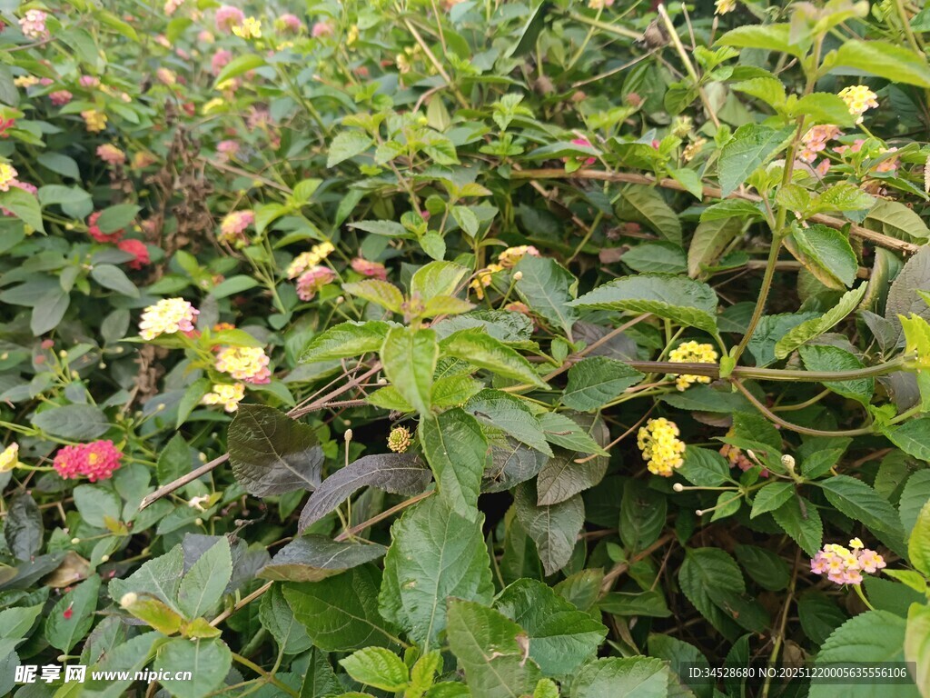 绿叶间绽放的多彩小花