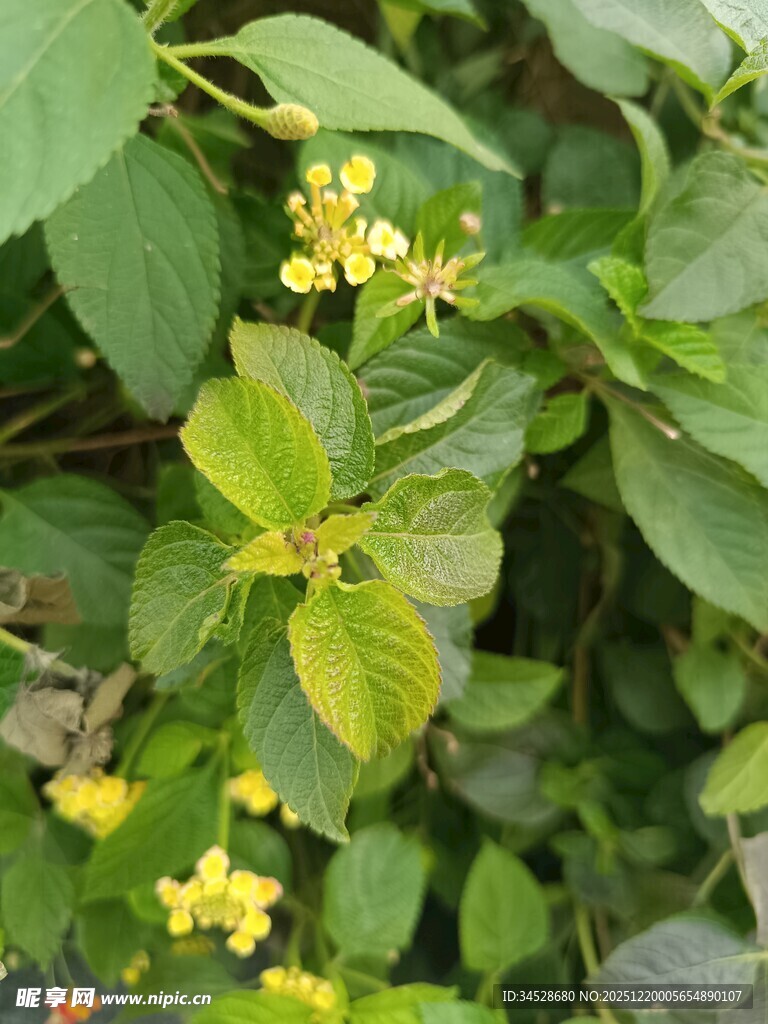 绿叶间的黄色小花绽放