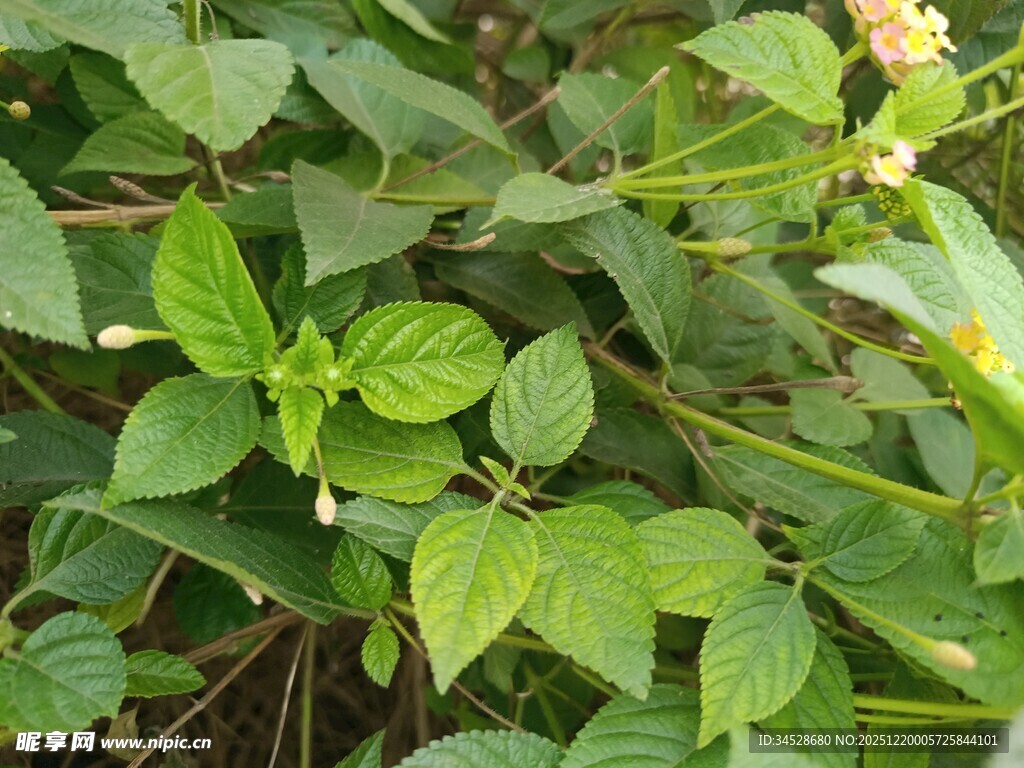 翠绿生机的植物叶片