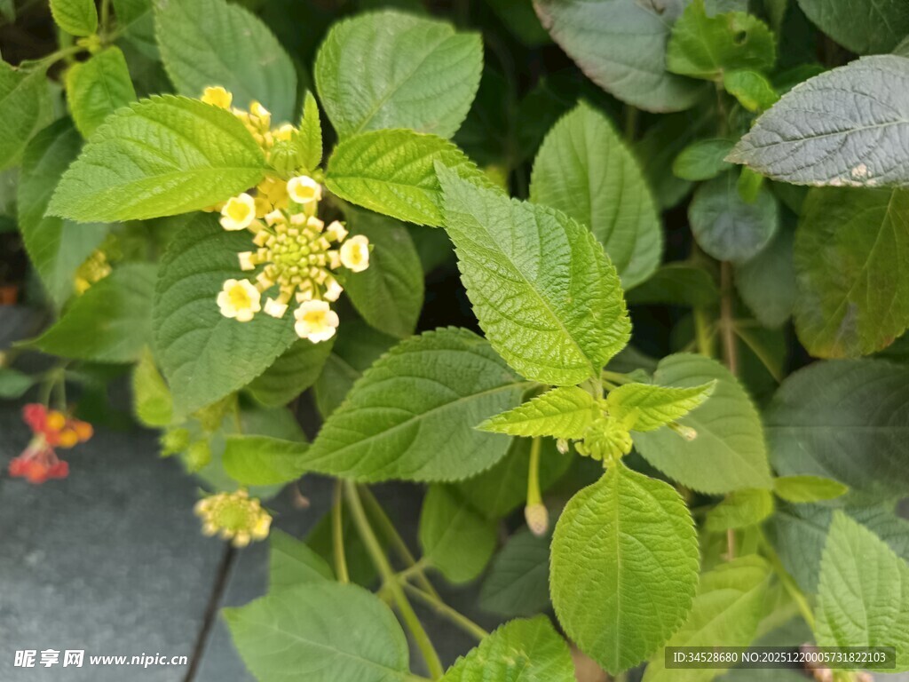 绿叶间的黄色小花