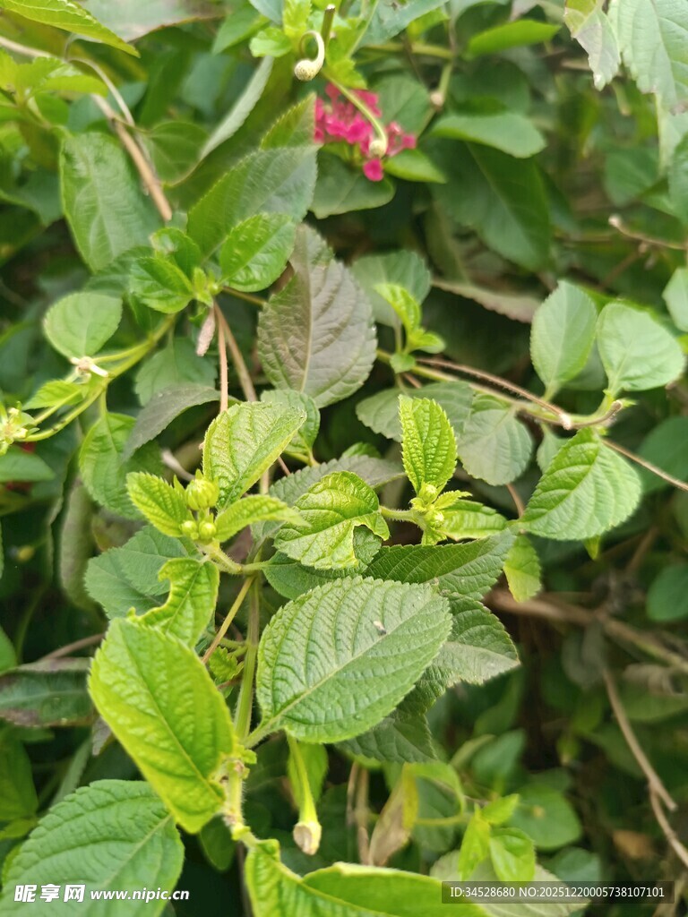 绿叶间的生机盎然植物