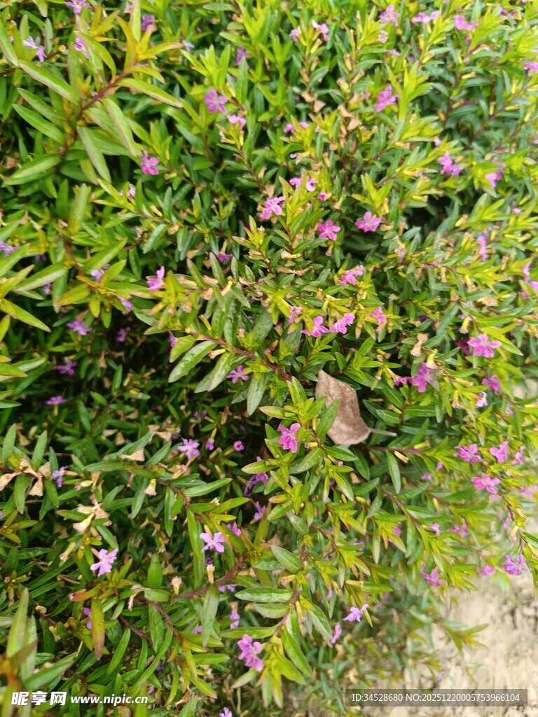 绿叶间点缀的紫色小花