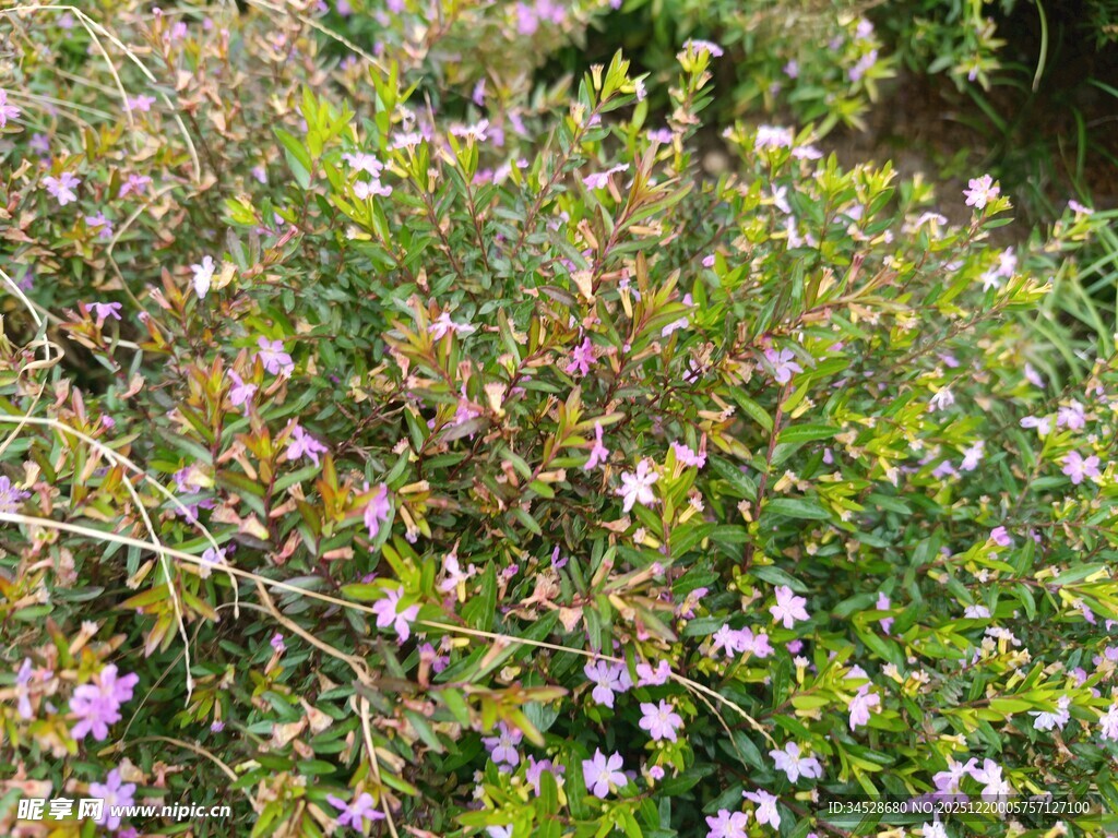 繁茂花丛绽放多彩小花