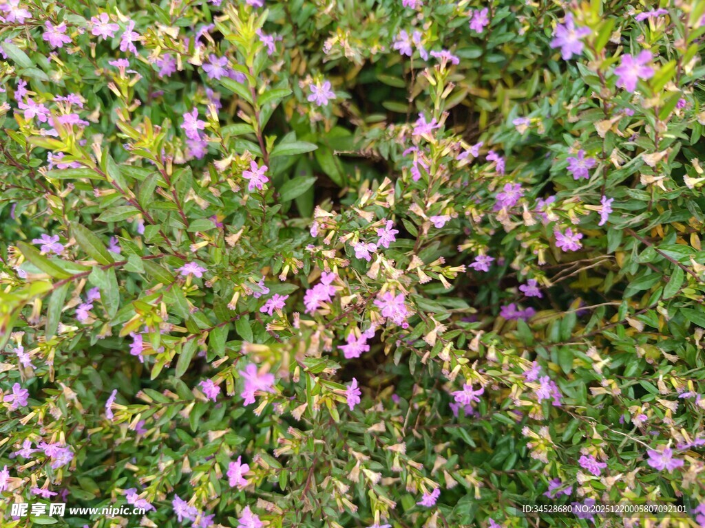 繁茂花丛中的缤纷小花