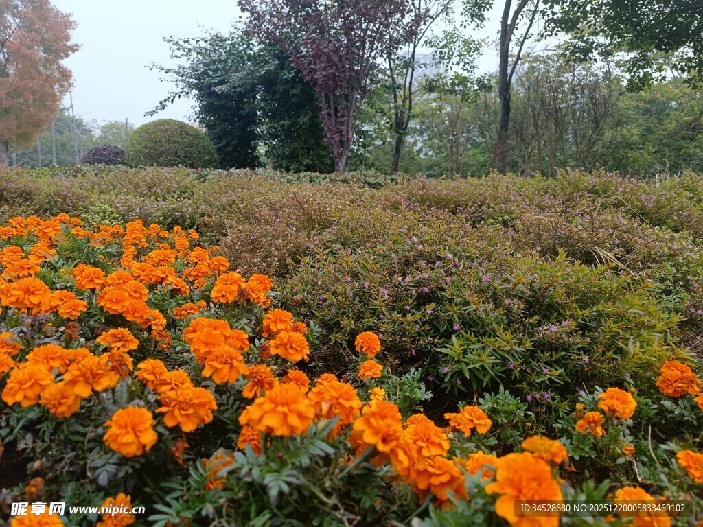 橘色花海绽放于绿野间