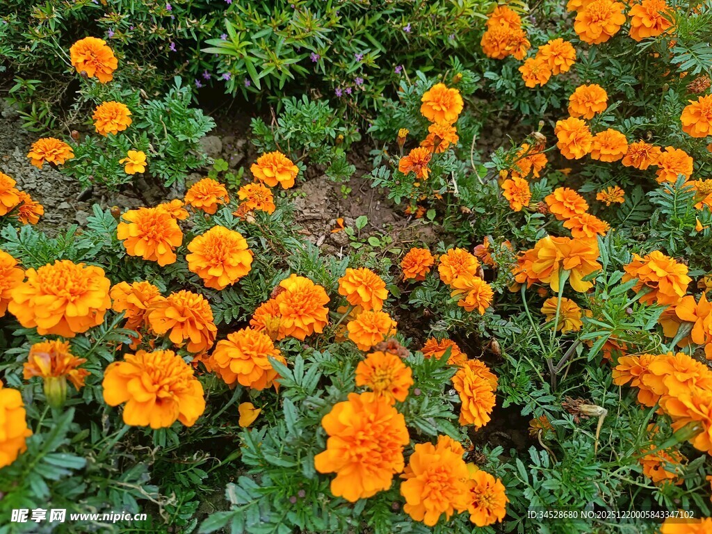 盛开的橙色万寿菊