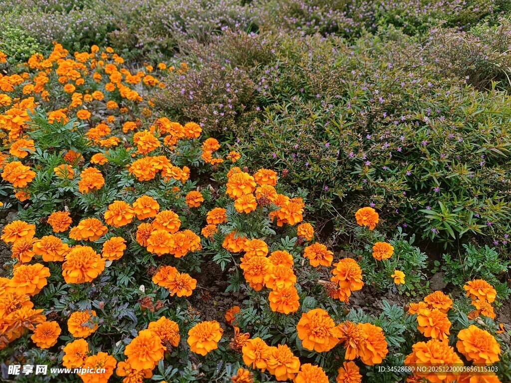 橙色花海绽放于绿野间