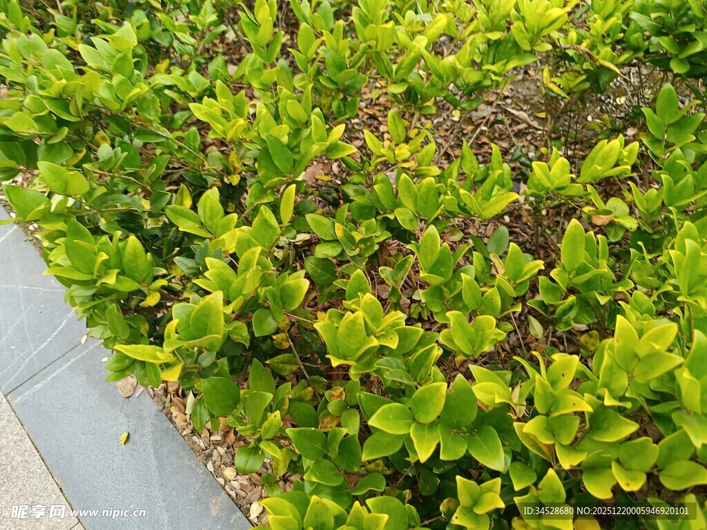 路边翠绿茂盛的植物