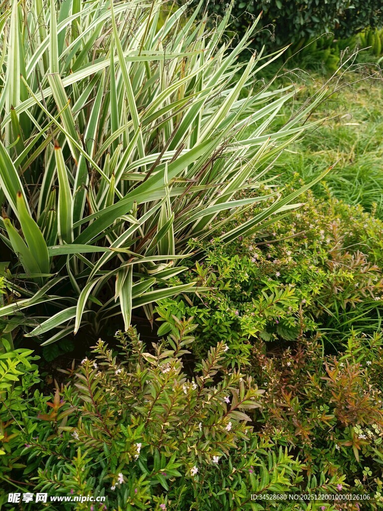 野外丛生的多样绿色植物