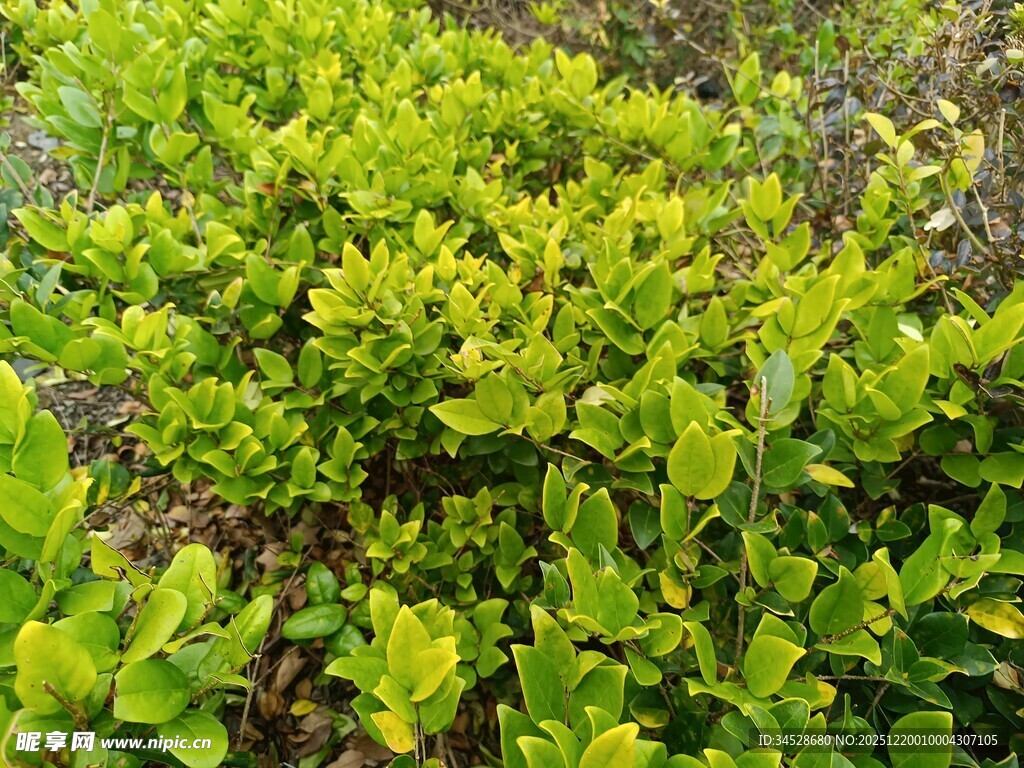 翠绿繁茂的低矮绿植