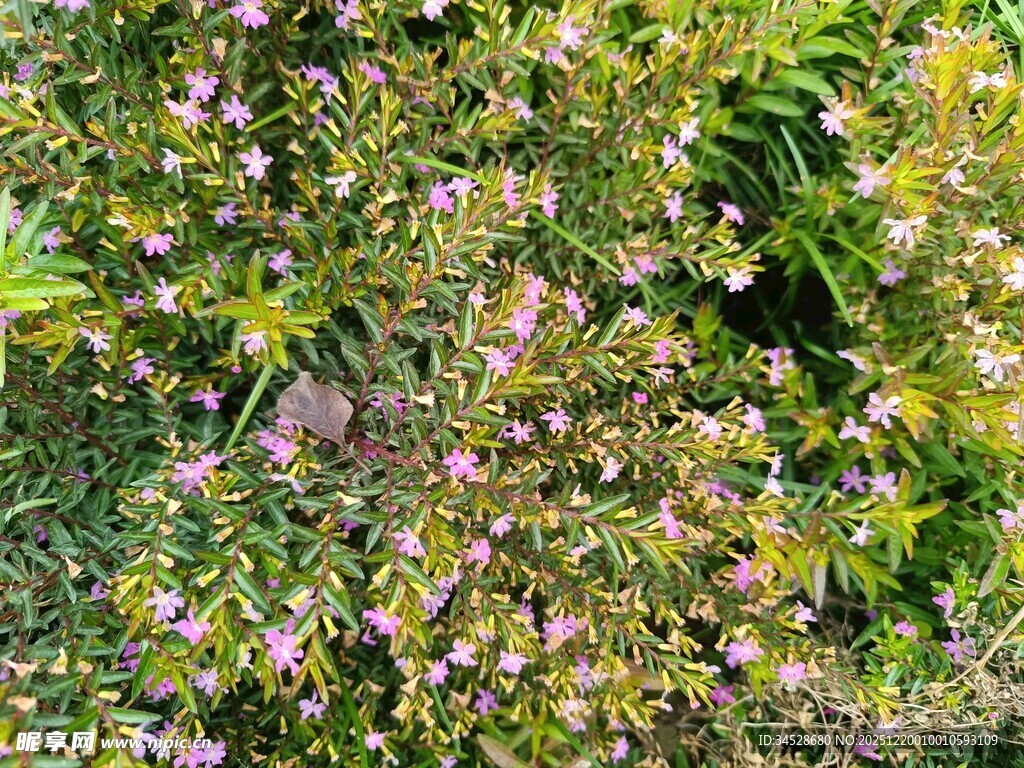 繁茂花丛中的美丽景致