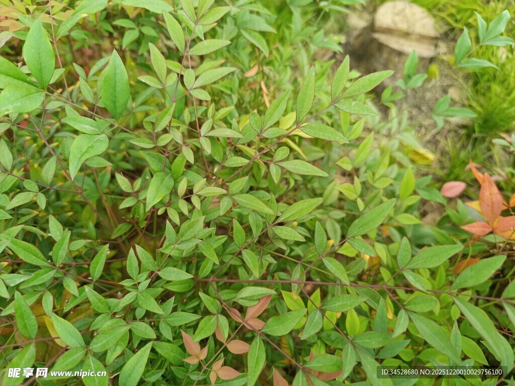 翠绿繁茂的野生植物