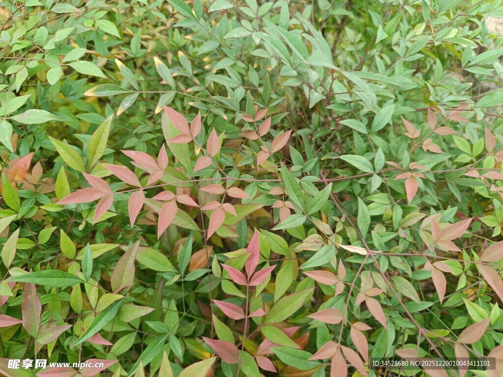绿叶间的红嫩植物