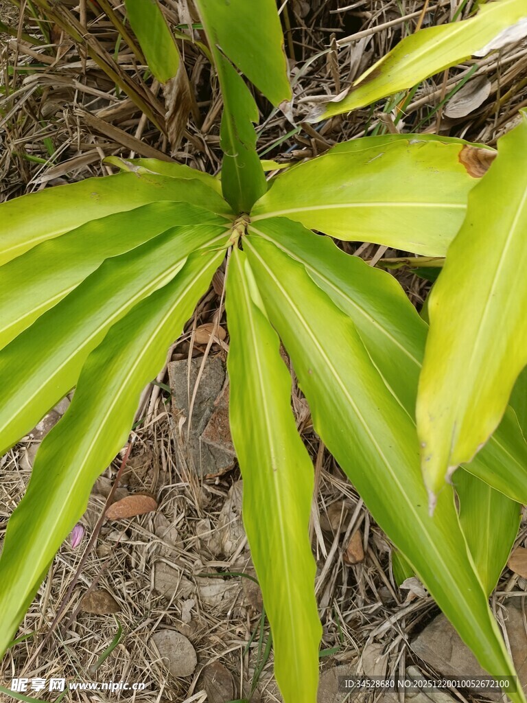 嫩绿叶片的植物特写