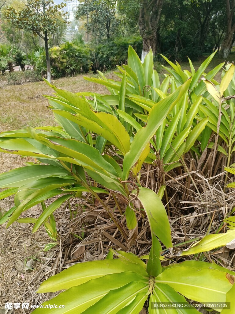 翠绿植物展现自然生机