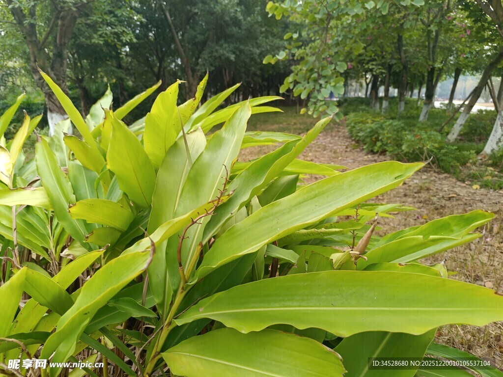 翠绿植物展现自然生机