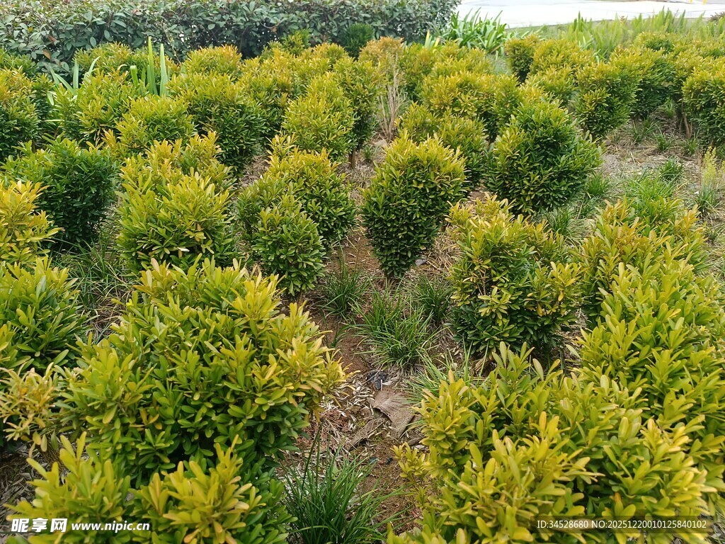 柑橘种植园俯瞰景观