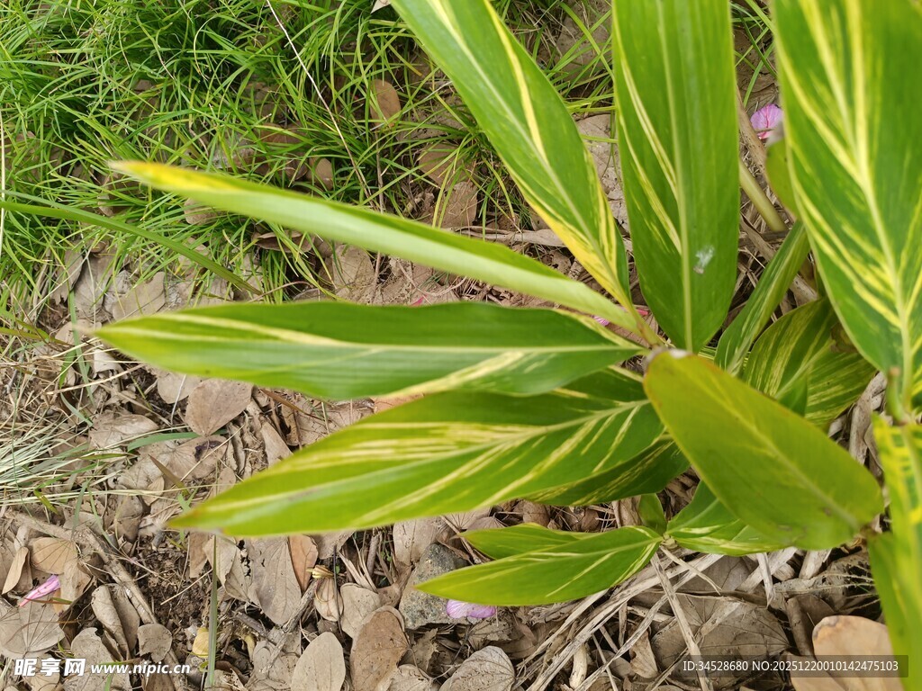 翠绿带纹植物叶片特写