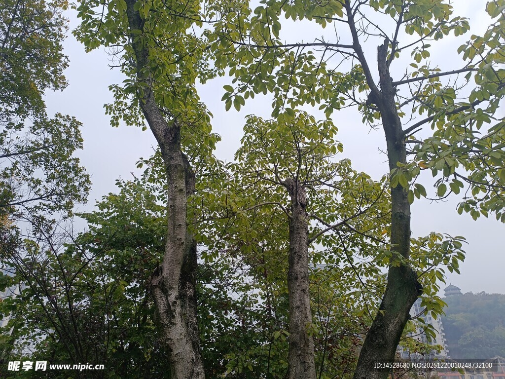 山林间挺拔的绿树景观