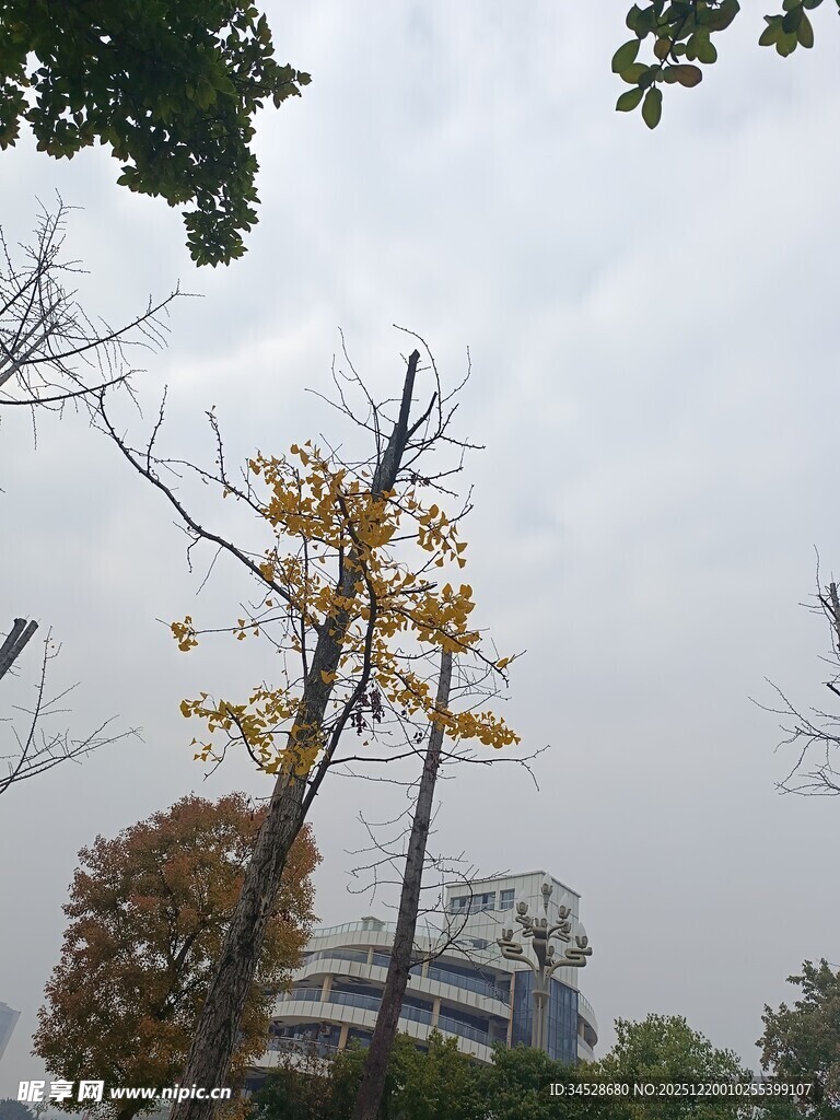 金黄银杏树立于城市中