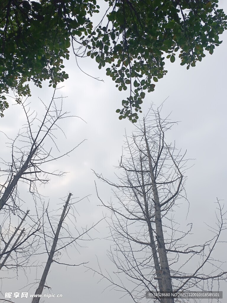 枯树与绿树对比景象