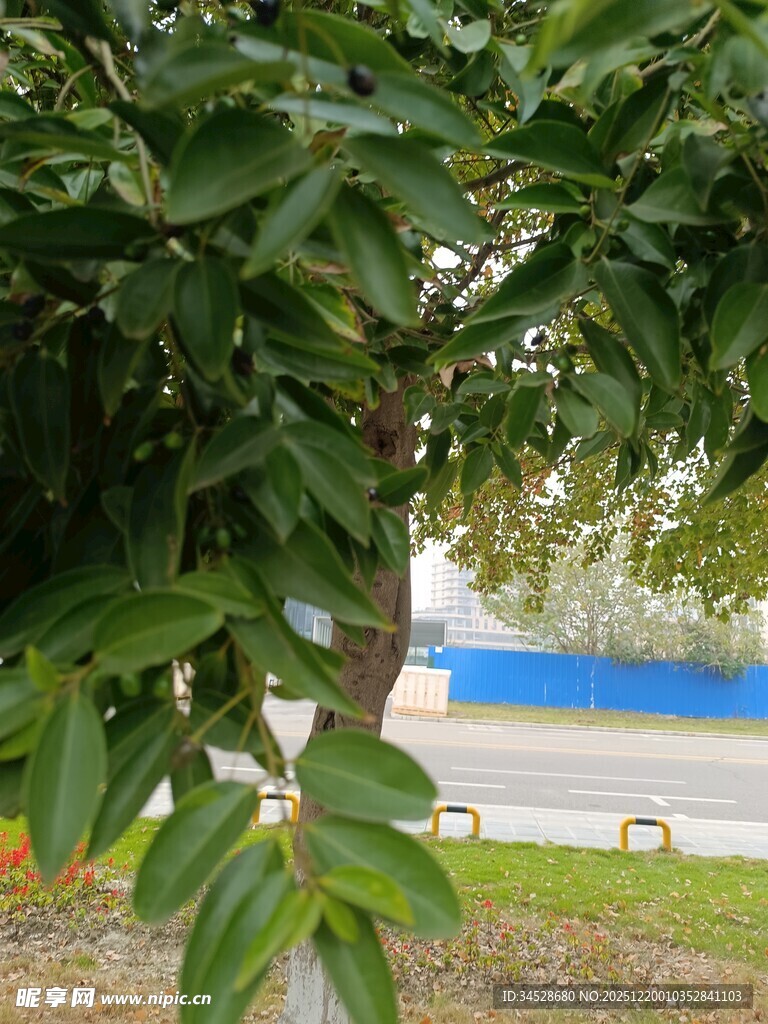 绿叶繁茂的树与远处景致