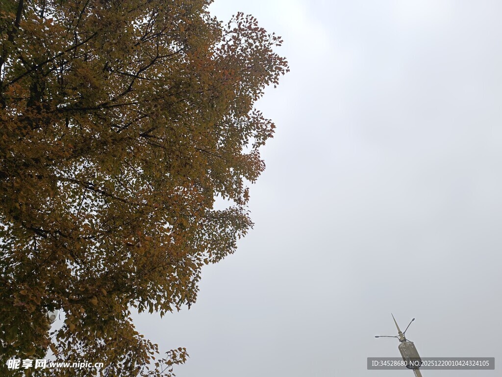 秋日树梢与远处起重机