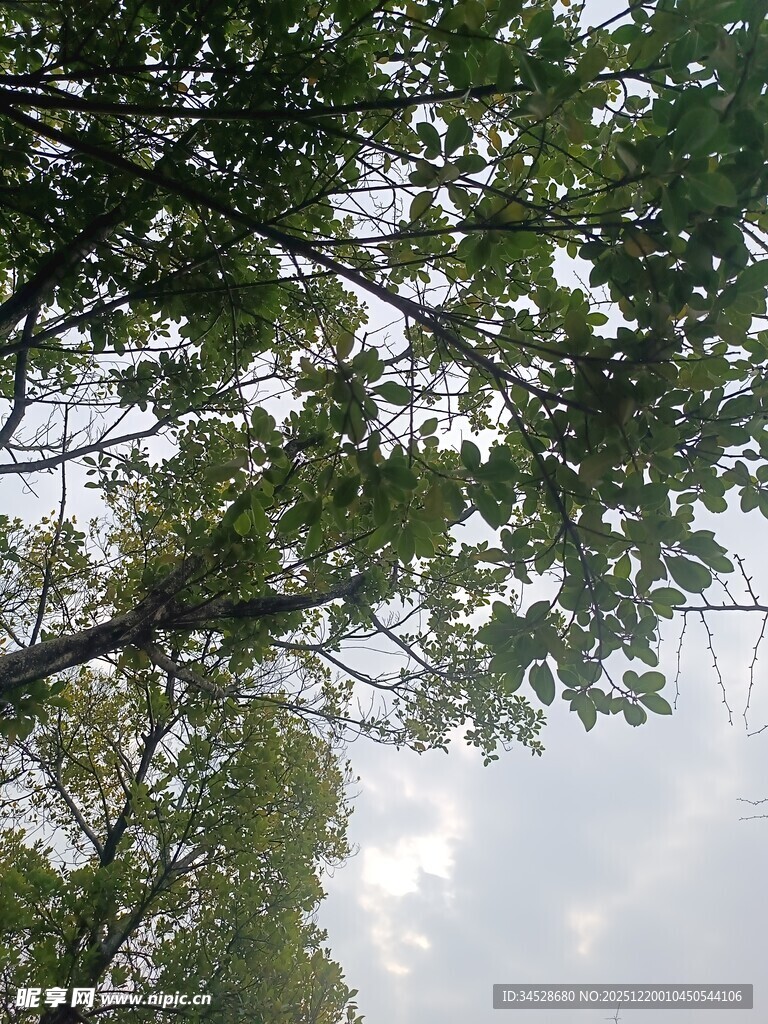 仰视葱郁树冠美景