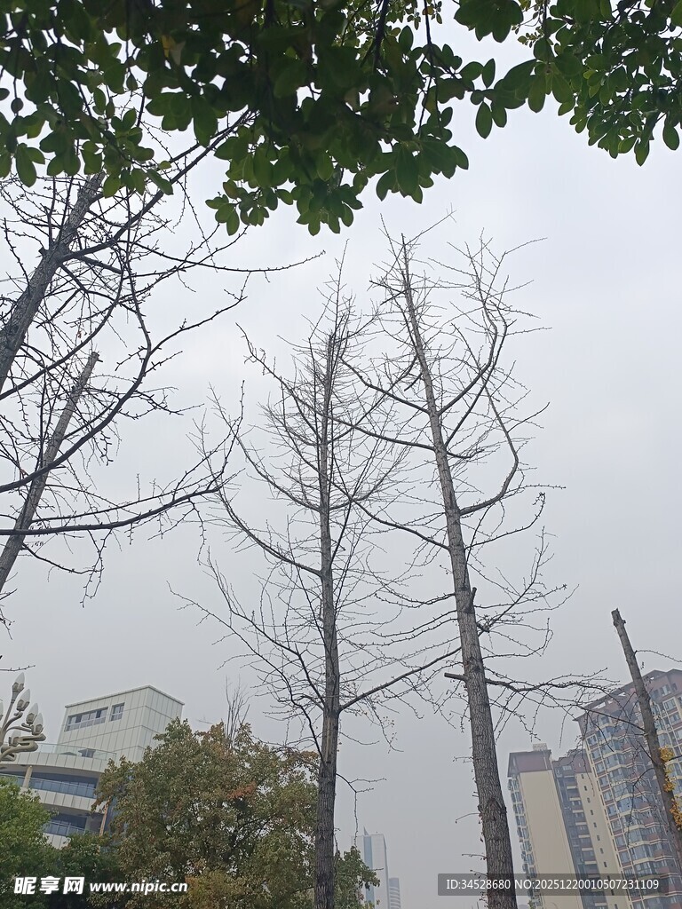 城市中光秃树木景象