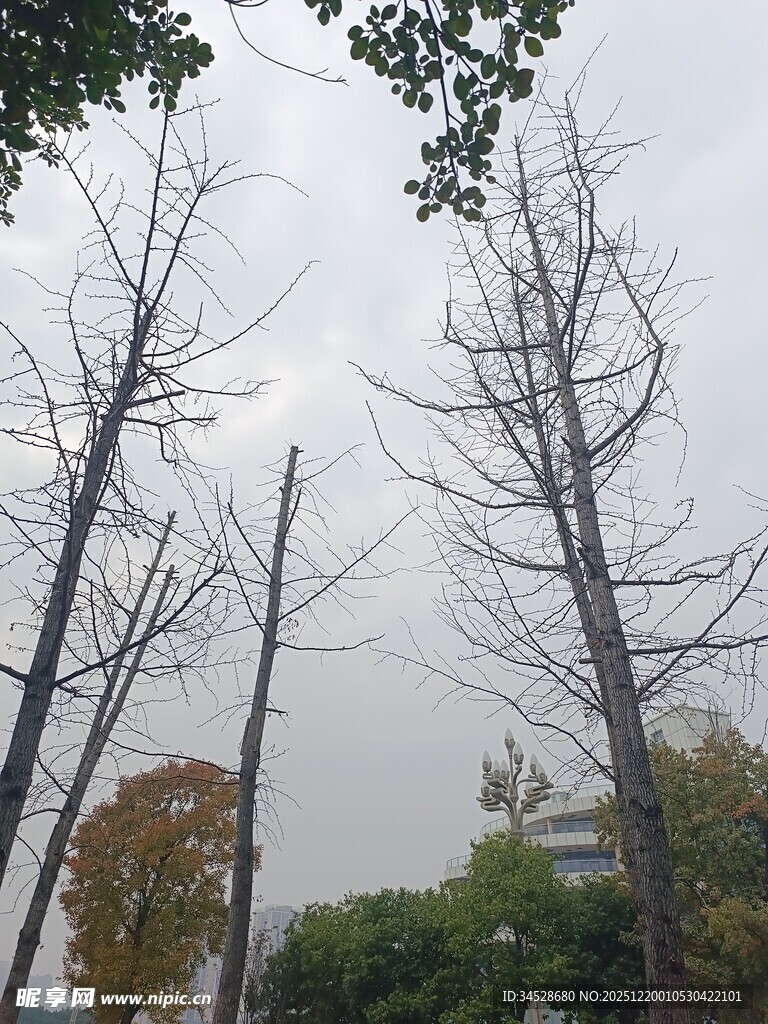 冬日光秃树木景象