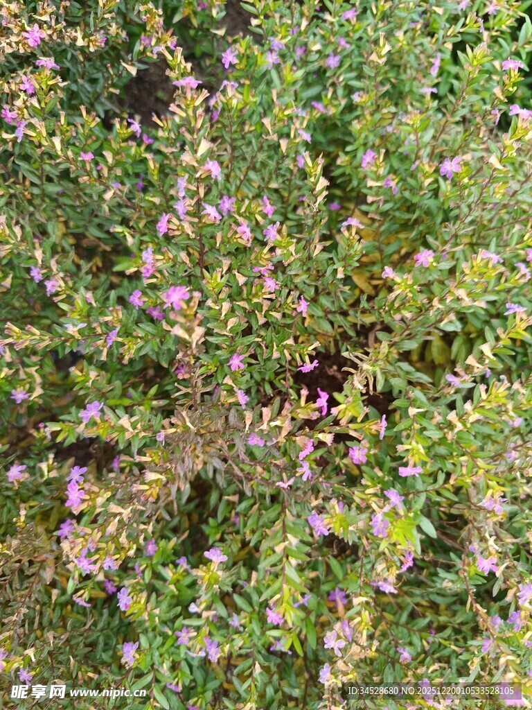 绿叶间绽放的粉色小花