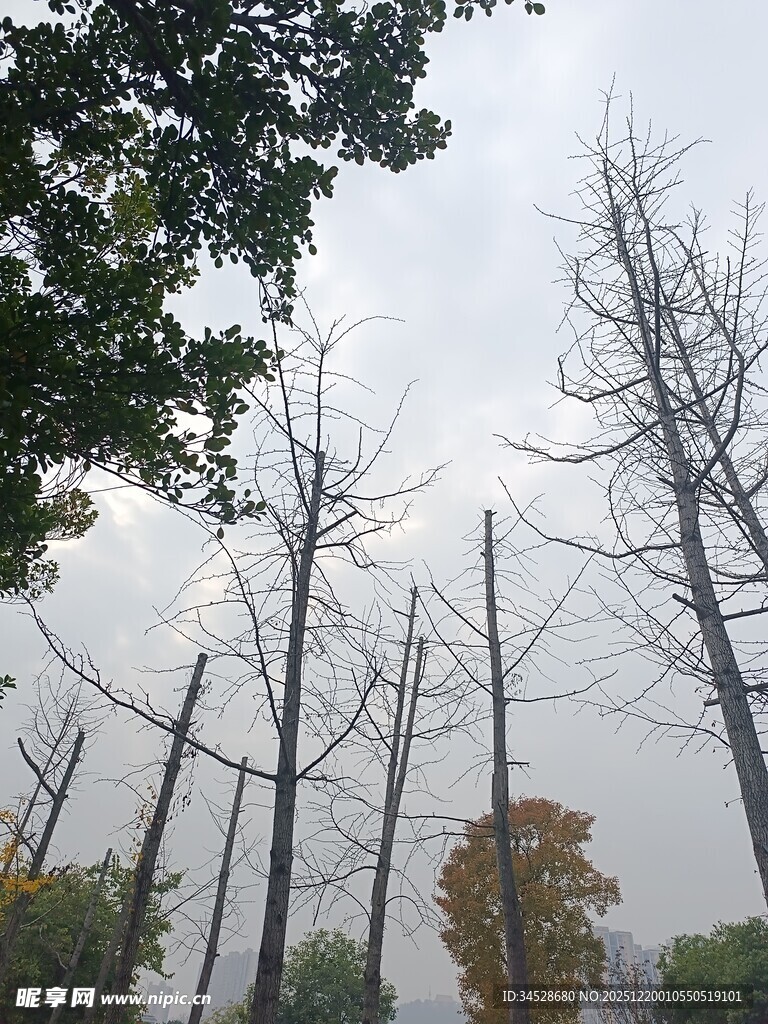 枯树林立的萧瑟景象