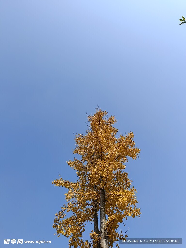 蓝天映衬下的金黄树木