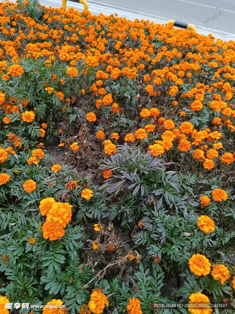 绚烂万寿菊绽放花海