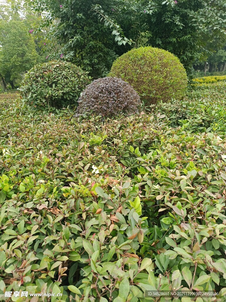 多彩园林植物景观