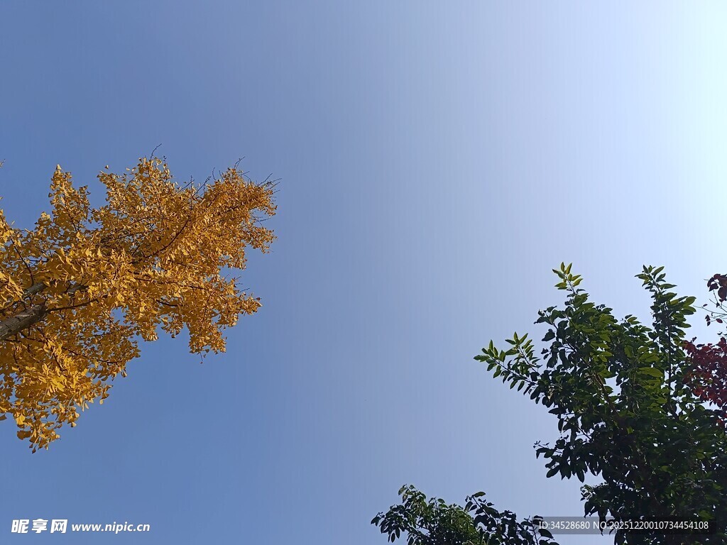 仰望金黄银杏与蓝天
