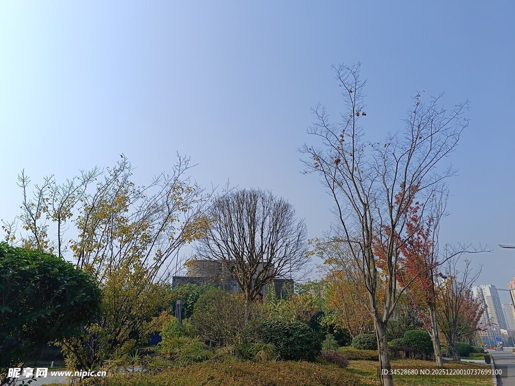 秋日公园多彩树木景观