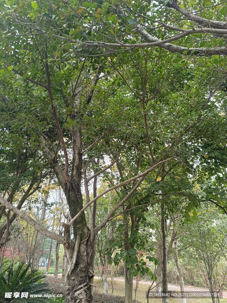 繁茂树林中的葱郁树木