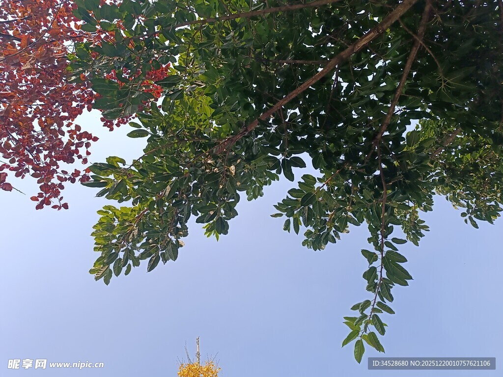 仰观多彩枝叶与蓝天