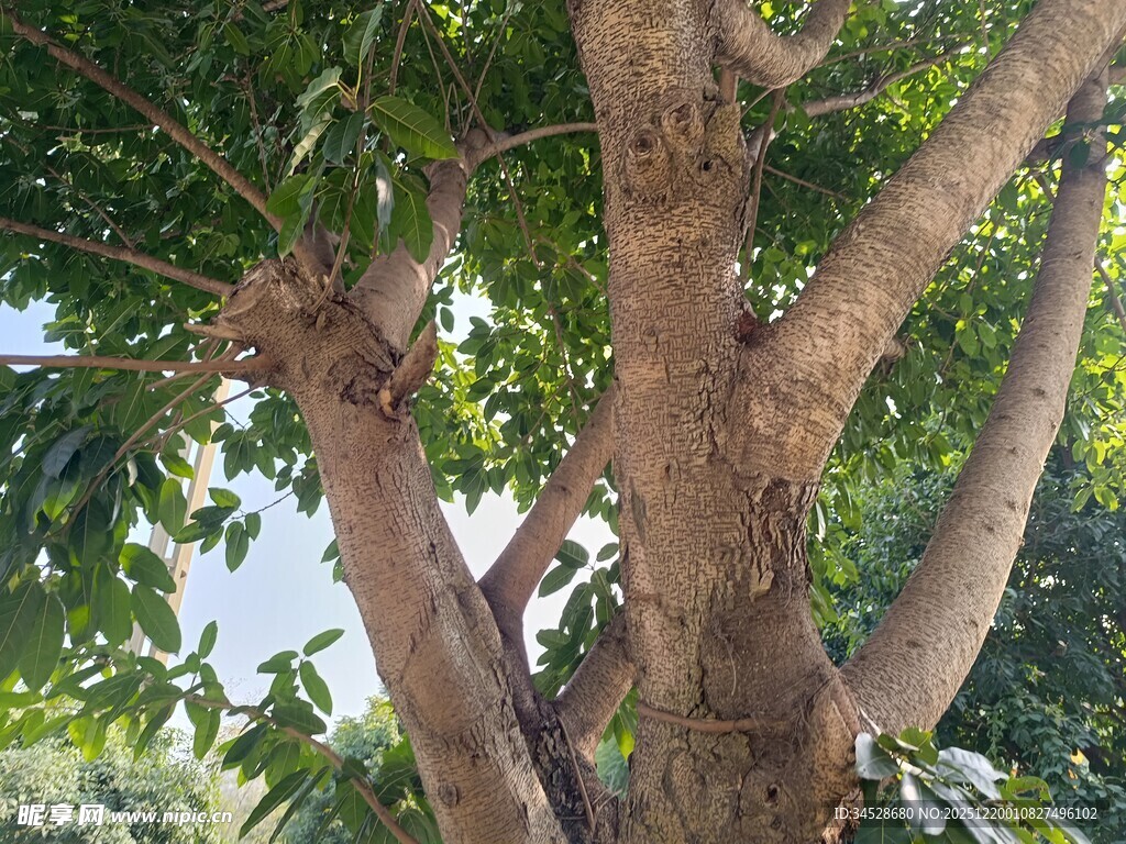 粗壮树干的繁茂树木