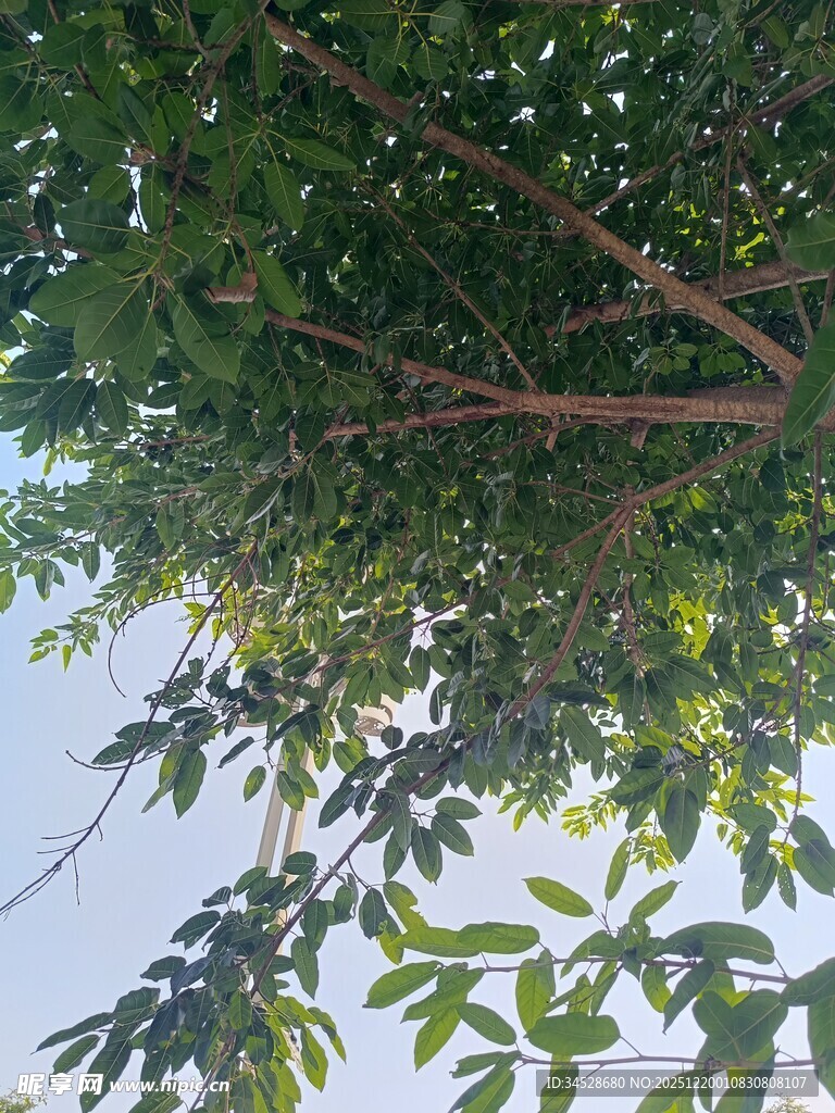 繁茂枝叶下的天空一角