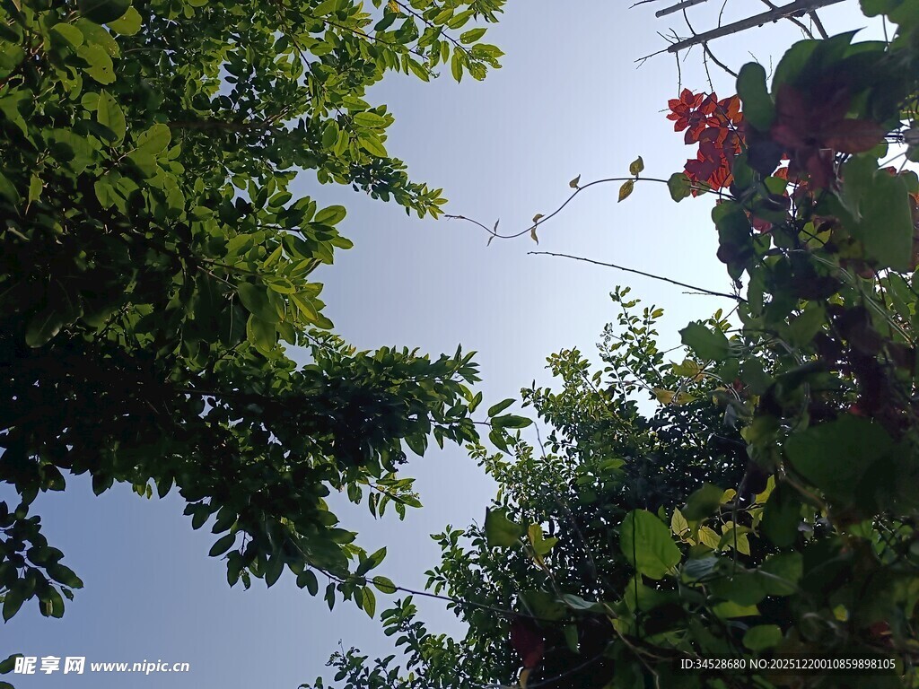 仰视绿树繁花与蓝天