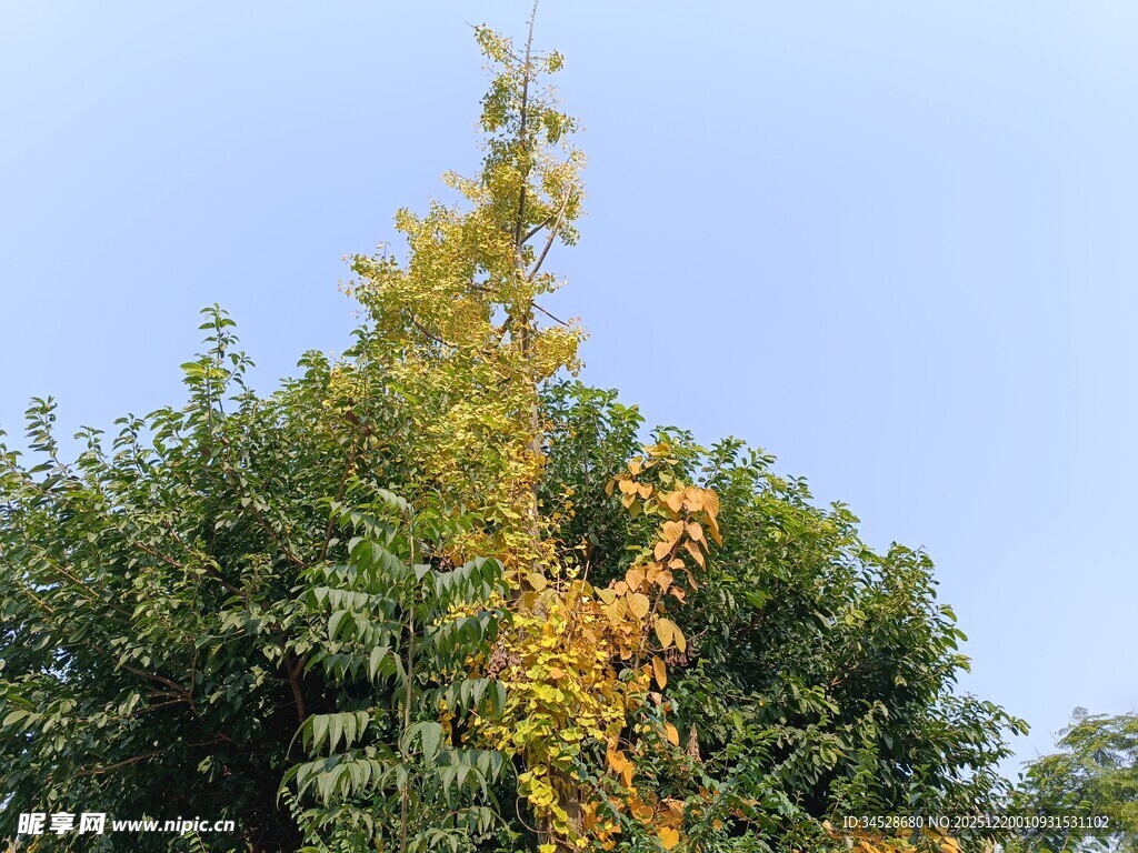 秋日树梢黄叶初显