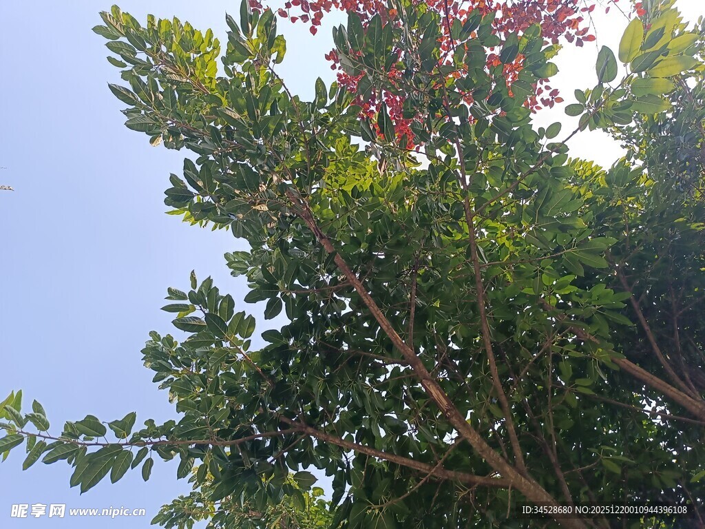 阳光下的繁茂绿树与繁花