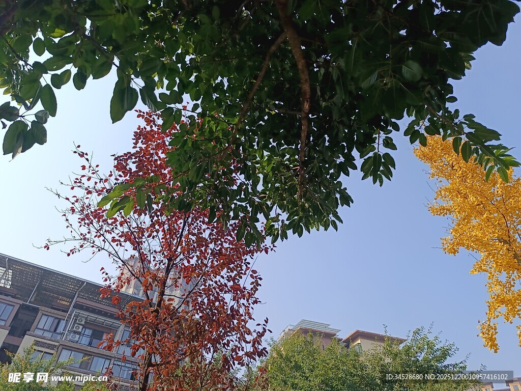 秋日多彩树木与建筑景观