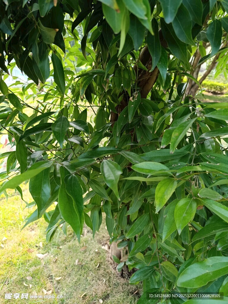 绿叶繁茂的果树景象