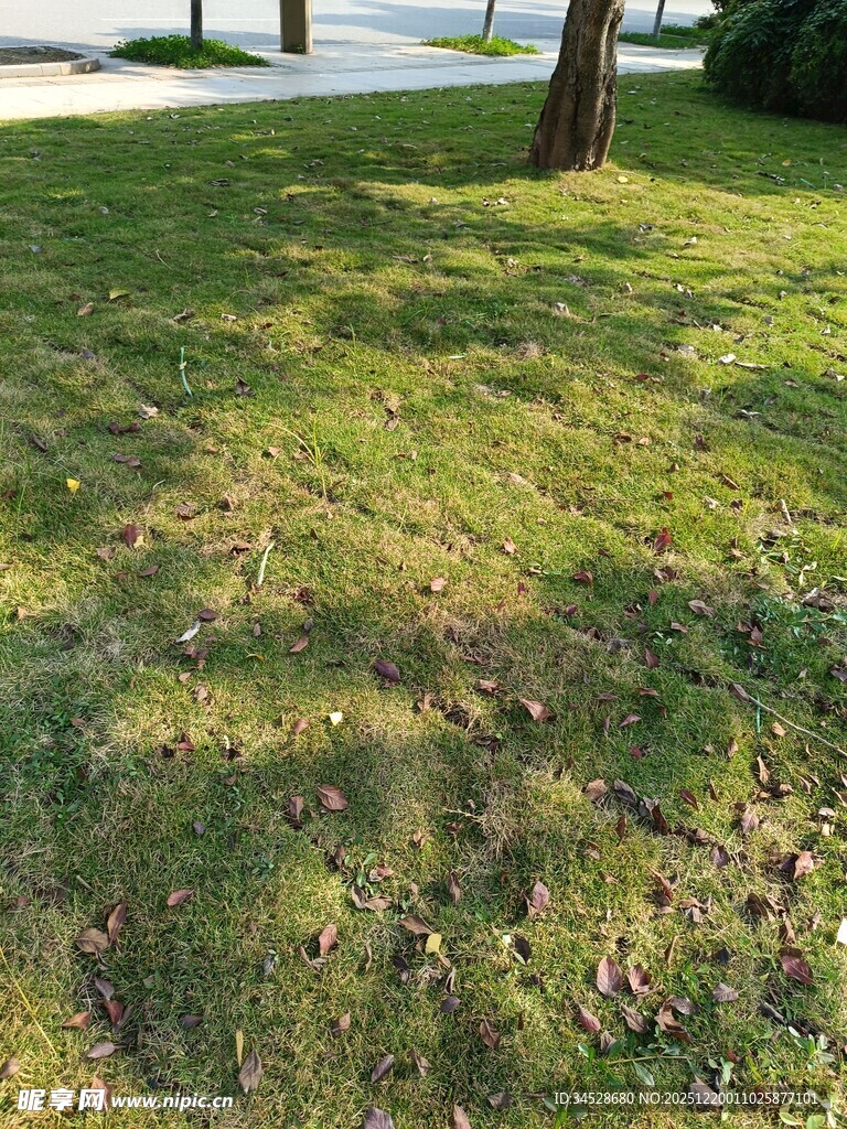 阳光下斑驳草地景象